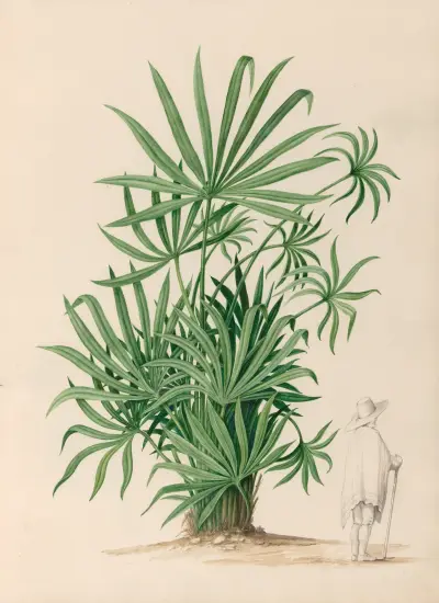 Drawings of tropical flowers and fruits, from South America Pl.37 av Charles Empson