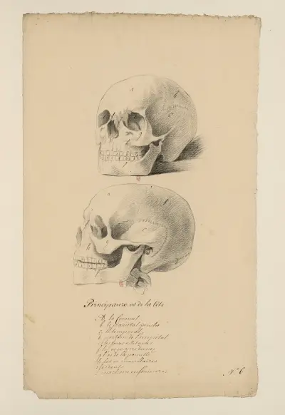 Anatomische Hefte Pl. 05 von Charles Monnet