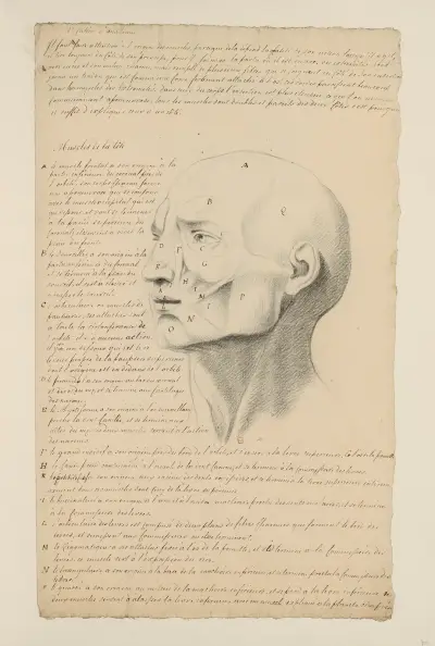 Cahiers d'Anatomie Pl. 06, 18. Jahrhundert von Charles Monnet