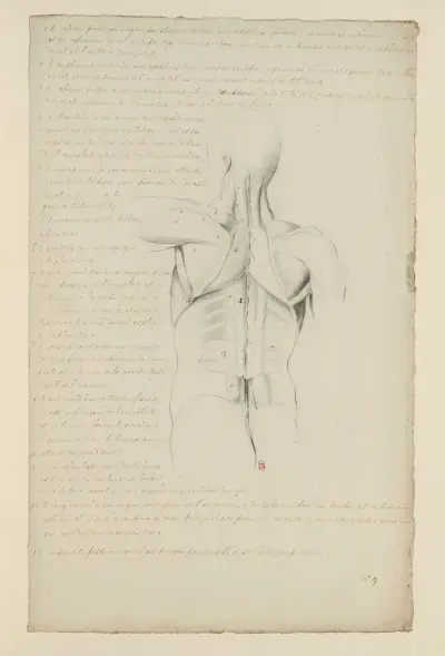 Anatomische Hefte Pl.08 von Charles Monnet