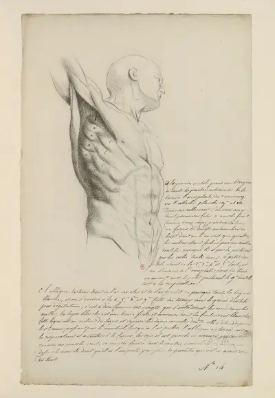 Cahiers d’Anatomie Pl. 13 von Charles Monnet