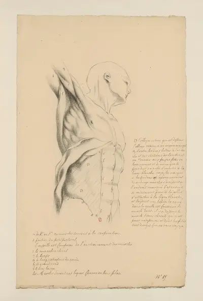 Anatomische Hefte Taf. 14 von Charles Monnet