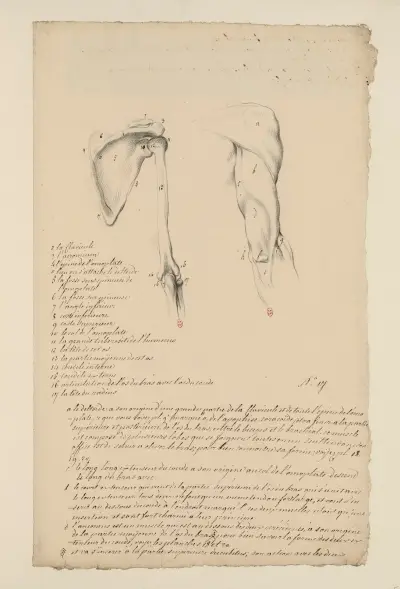 Anatomische Hefte, Tafel 16 von Charles Monnet
