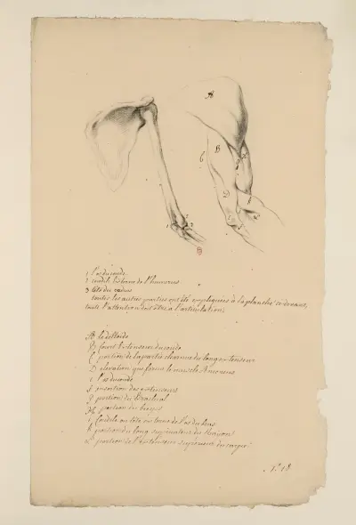 Anatomische Hefte Taf. 17 von Charles Monnet