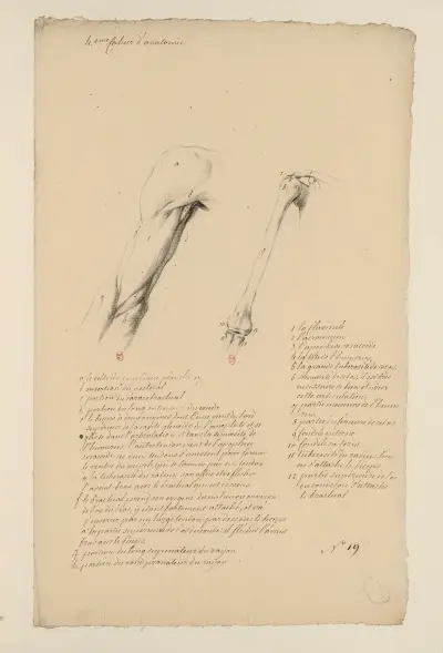 Anatomiehefte Taf. 18 von Charles Monnet