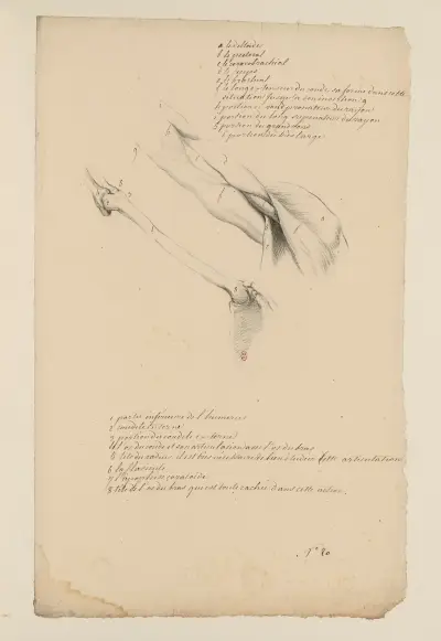 Cahiers d'Anatomie Pl. 19 von Charles Monnet