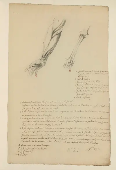 Cahiers d’Anatomie Pl.20 (18. Jahrhundert) von Charles Monnet
