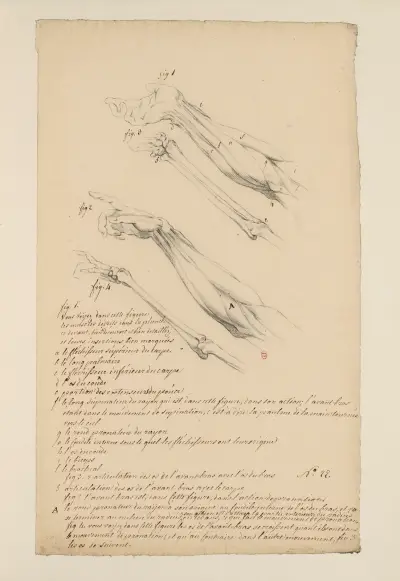 Cahiers d’Anatomie Pl. 21 von Charles Monnet