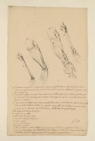 Cahiers d'Anatomie Pl. 22 von Charles Monnet