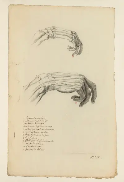 Cahiers d’Anatomie Pl.23 von Charles Monnet