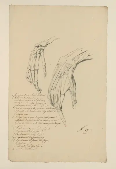 Cahiers d’Anatomie Pl.24 von Charles Monnet