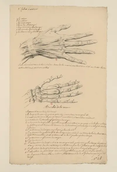 Cahiers d’Anatomie Pl.25 von Charles Monnet