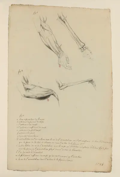 Cahiers d’Anatomie Pl.26 (18. Jahrhundert) von Charles Monnet