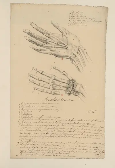 Anatomie-Übungen Taf. 27 (18. Jahrhundert) von Charles Monnet