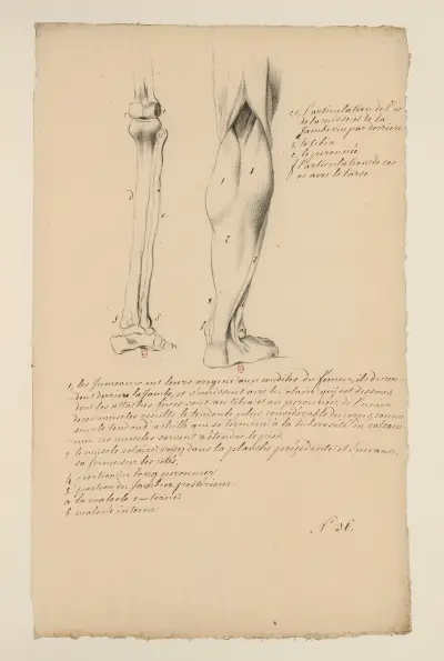 Cahiers d’Anatomie Pl.28 von Charles Monnet