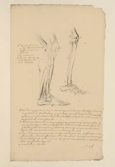 Anatomische Hefte Taf. 29 von Charles Monnet