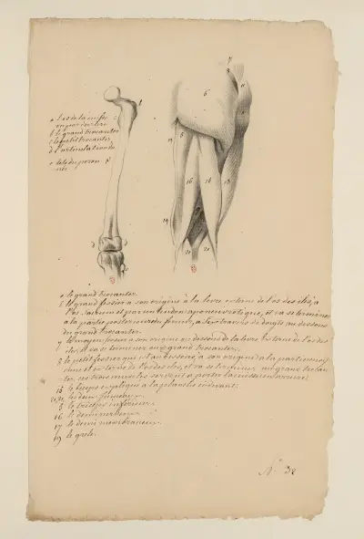 Cahiers d’Anatomie Pl.32 (18. Jahrhundert) von Charles Monnet