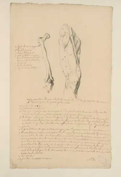 Cahiers d’Anatomie Pl.34 von Charles Monnet