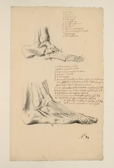 Anatomische Hefte Tafel 35 von Charles Monnet