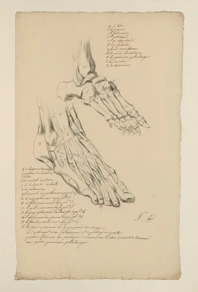 Anatomische Hefte Taf. 36 von Charles Monnet