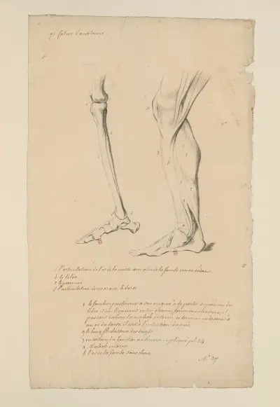 Anatomiehefte Tafel 40 von Charles Monnet