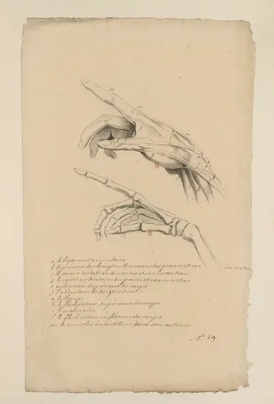 Anatomiehefte Taf. 41 von Charles Monnet