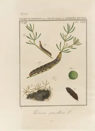 Rozjímání o Božích divech, tabule 23, 1762, Jan Christiaan Sepp