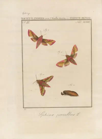 Pohled na Boží zázraky, Pl. 24, Jan Christiaan Sepp