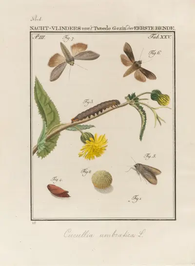 Beschouwing der wonderen Gods Pl.26, Jan Christiaan Sepp