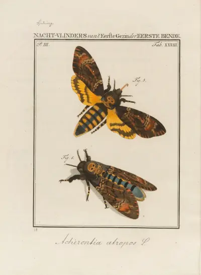 Beschouwing der wonderen Gods Pl.29, Jan Christiaan Sepp