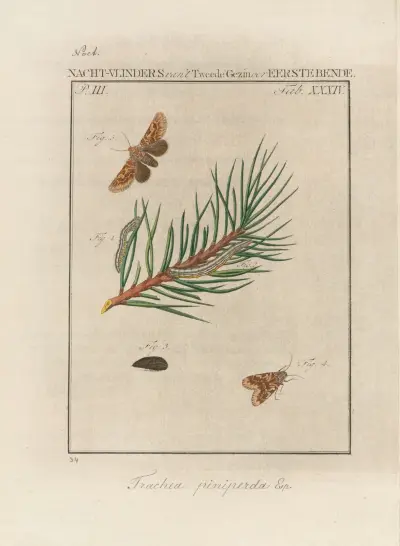 Rozjímání o Božích divech, tab. 35, Jan Christiaan Sepp