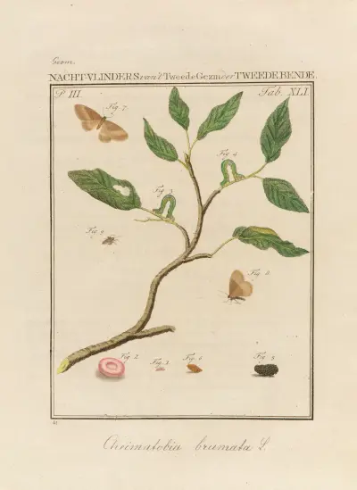 Beschouwing der wonderen Gods Pl.42, Jan Christiaan Sepp