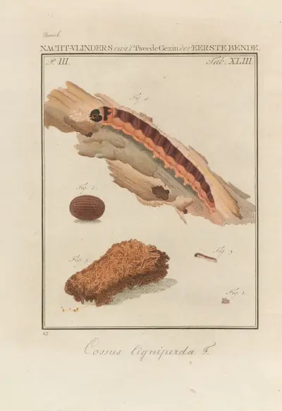 Beschouwing der wonderen Gods Pl.44, Jan Christiaan Sepp