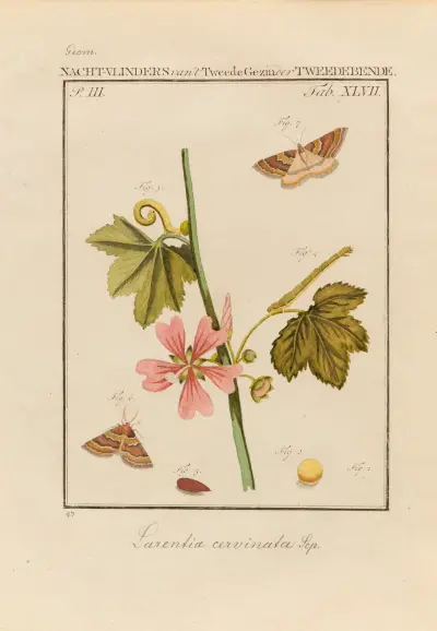 Zkoumání Božích divů, tab. 48, Jan Christiaan Sepp