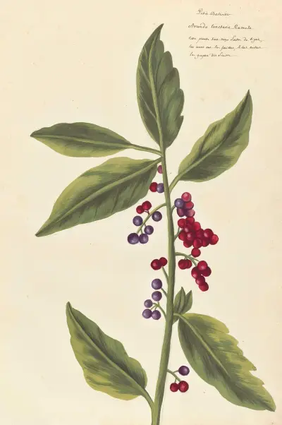 Plantes etrang par Aubriet Pl.031 av Claude Aubriet