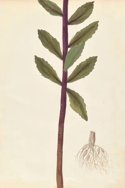 Plantes etrang par Aubriet Pl.040 av Claude Aubriet