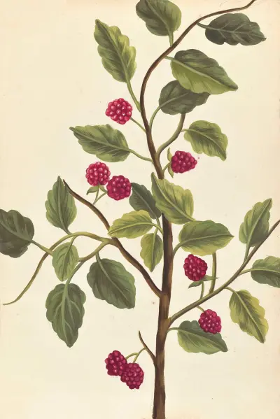Plantes etrang par Aubriet Pl.041 av Claude Aubriet