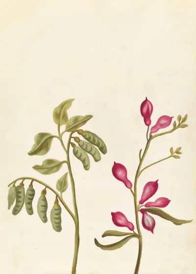 Plantes etrang par Aubriet Pl.043 av Claude Aubriet