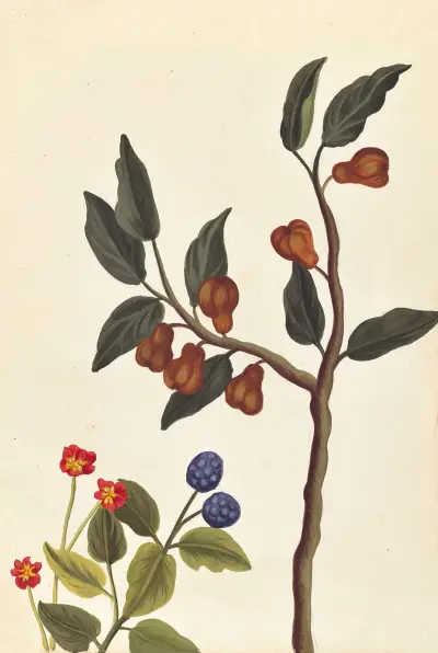 Plantes etrang par Aubriet Pl.050 av Claude Aubriet