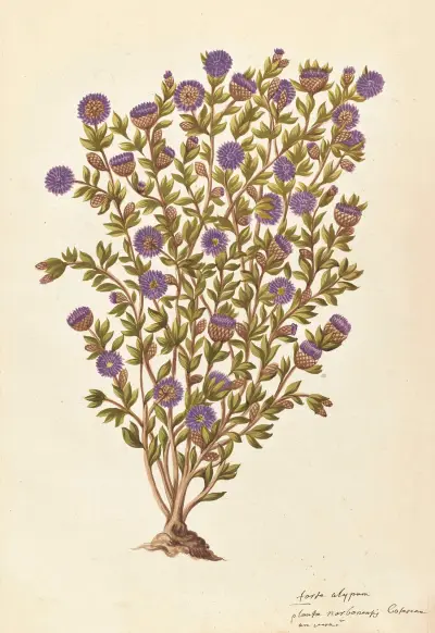 Plantes etrang par Aubriet Pl.052 av Claude Aubriet