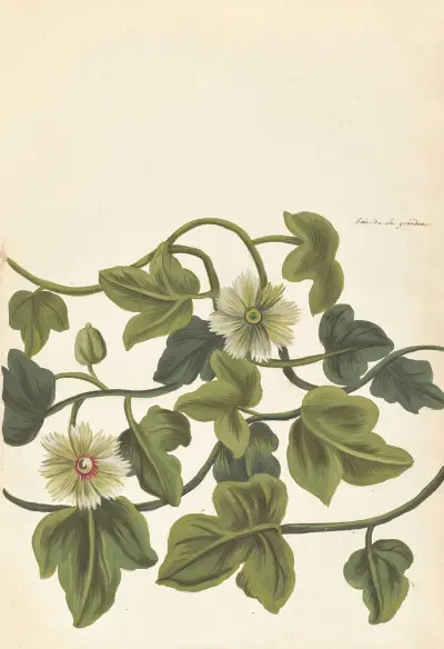Plantes etrang par Aubriet Pl.073 av Claude Aubriet