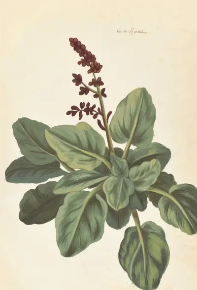 Plantes etrang par Aubriet Pl.076 av Claude Aubriet