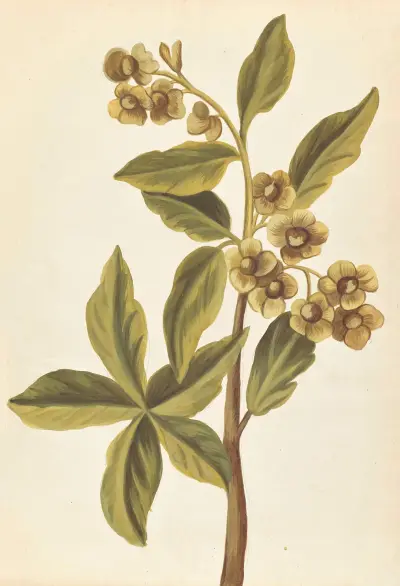 Plantes etrang par Aubriet Pl.078 av Claude Aubriet
