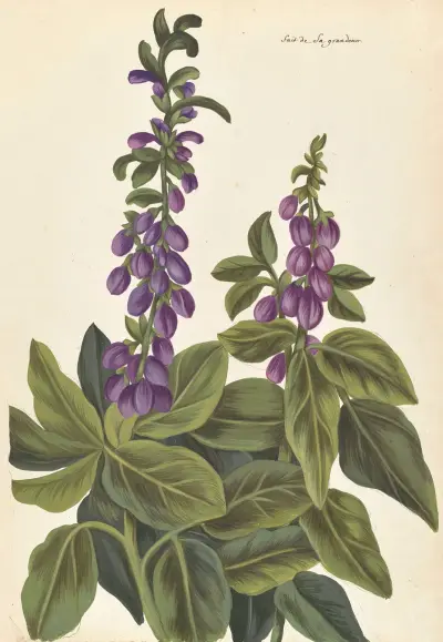 Plantes etrang par Aubriet Pl.080 av Claude Aubriet