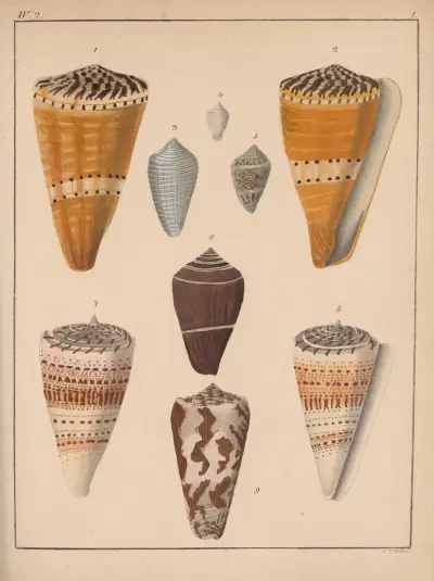 Rodzina Coneae lub Conidae tabl. 02, Heinrich Conrad Weinkauff