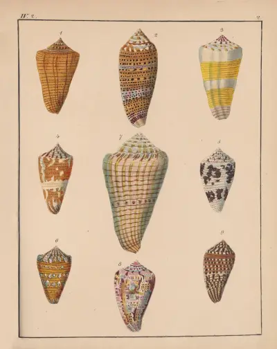 Rodzina Coneae czyli Conidae tabl. 03, Heinrich Conrad Weinkauff