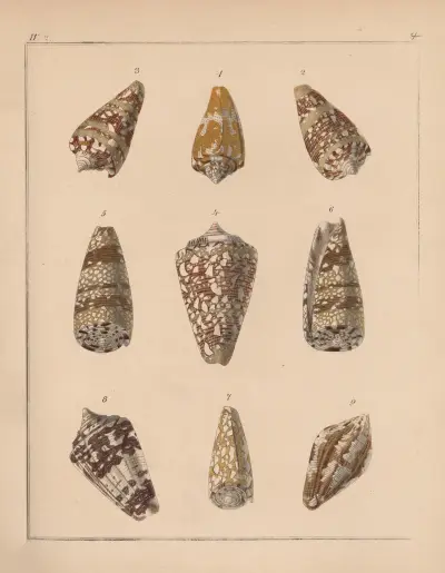 Rodzina Coneae lub Conidae, tablica 5, Heinrich Conrad Weinkauff