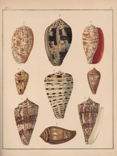 Rodzina Coneae lub Conidae, tabl. 06, Heinrich Conrad Weinkauff
