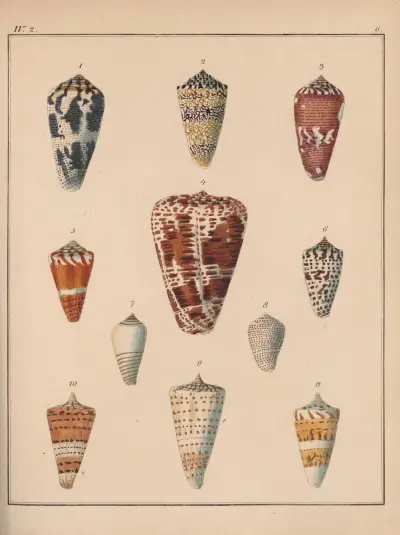 Rodzina Coneae lub Conidae, tabl. 07, Heinrich Conrad Weinkauff