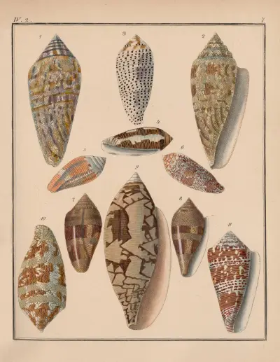 Rodzina Coneae lub Conidae, tabl. 08, Heinrich Conrad Weinkauff